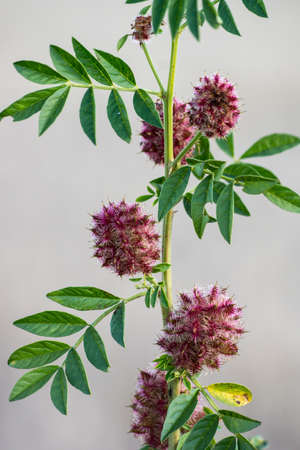 Licorice (Glycyrrhiza glabra), leaf and fruit, in summer ..