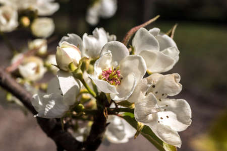The Apple (Pyrus) first wild plum spring flower buds.の写真素材