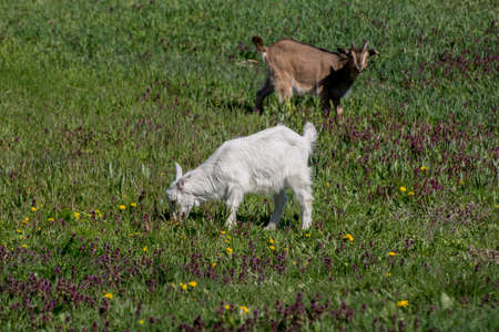 A young goat in the yard hopping.の写真素材