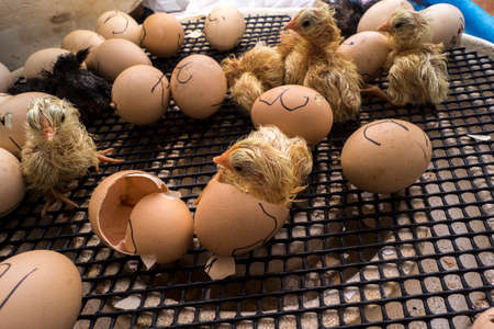 Freshly hatched chickens dry in the hatchery.の写真素材