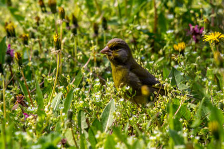 Greenfinch eating sunflower seeds in the winter.の写真素材