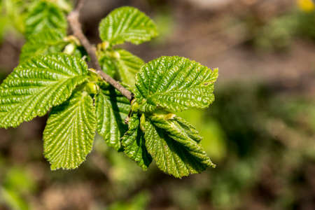 Blooming of Hazelnut at the end of winter.の写真素材