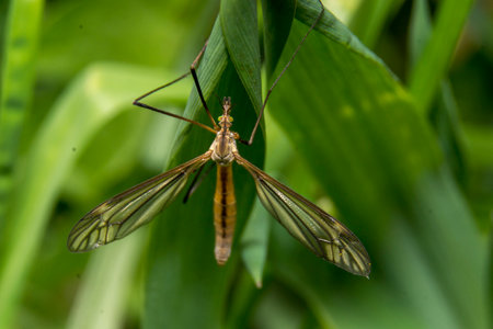 Mosquito, gnat, midge (tipula paludosa) is a resident of the wet meadows.の写真素材