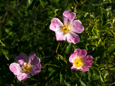 Wild rose (Rosa Canina) over the bush with lots of flowers.の写真素材