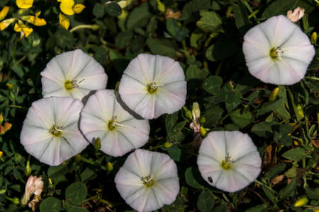 Bindweed (Convolvulus arvensis) is a creeping weed field.