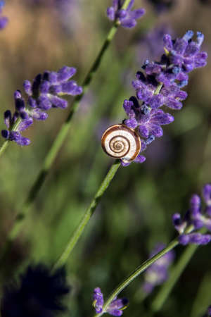Striped snail (Theodoxus transversalis) is a lavender.の写真素材