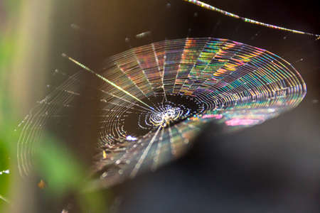 Cobweb in sunlight as refraction develops.