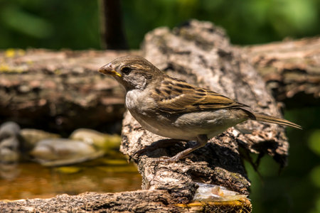 Just one sparrow on the rock. nature, animal,