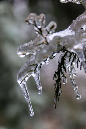 Rime snowy and trees in the dense snowfall.の写真素材