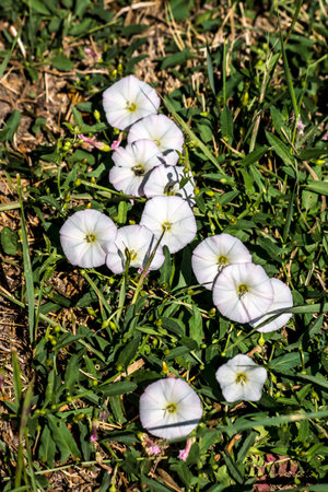 Bindweed (Convolvulus arvensis) is also a creeping weed field.