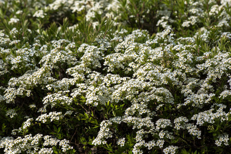 Spirea (Spiraea nipponica) in early spring in the park.