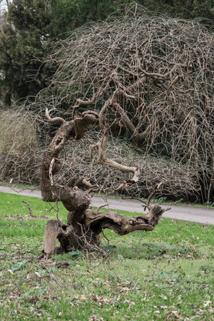 An old wild tree can also be a decoration of the park.