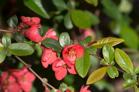The ornamental cherry (Prunus subhirtella) parks spring flower.の写真素材
