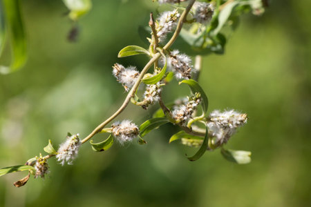 The twisted willow (Salix erythroflexuosa) grows new leaves in spring,