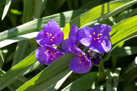 Garden gossip (Tradescantia x andersoniana) blooms profusely in the garden.の写真素材