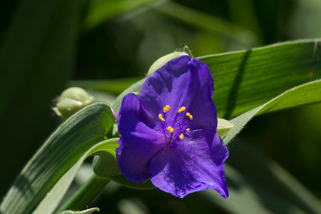 Garden gossip (Tradescantia x andersoniana) blooms profusely in the garden.の写真素材