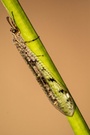 Ant-lion (Myrmeleon formicarius) is also an insect of sandy fields.の写真素材