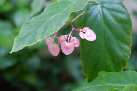 Heart flowersの素材