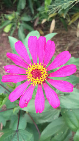 Pink flower