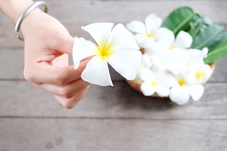 White Plumeria flower in handの写真素材