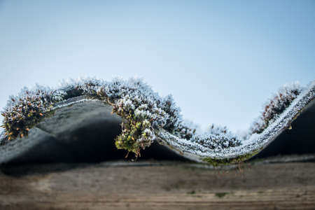 Frosty moss on the roofの写真素材