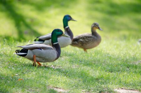 The Three Ducksの写真素材