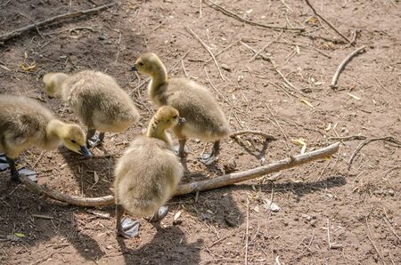 Looking For Foodの写真素材