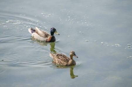 Female And Male Duck Swimmingの写真素材