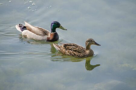 Two Ducks Swimmingの写真素材