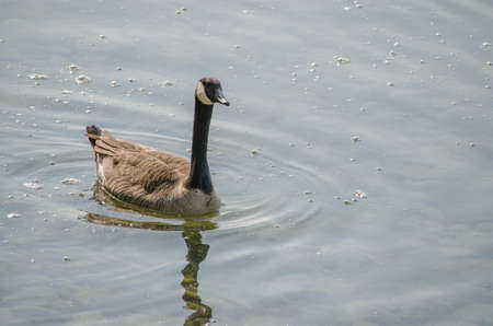 Canadian Goose Swimming The Waterの写真素材