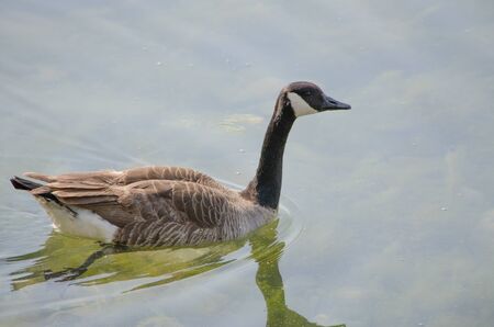 Canadian Goose In The Waterの写真素材
