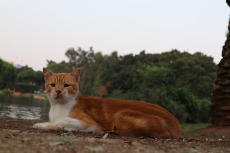 A Ginger red haired cat thinks and ponders in the national park in Ramat Gan Israelの写真素材