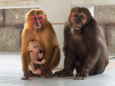 Family of asian monkey, Father, Mother and babyの写真素材