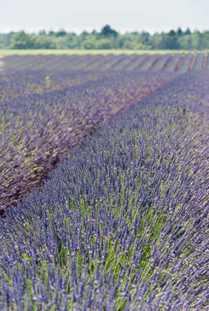 Fields of lavender in France summer timeの写真素材