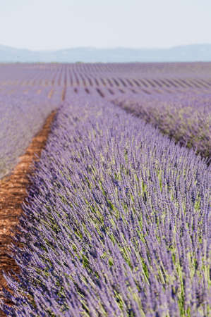 Fields of lavender in France summer timeの写真素材