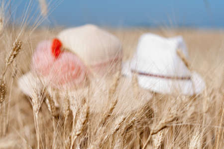 Hats on yellow fieldの写真素材