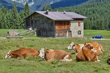 Grazing cows on Dolomites meadow - Italy の写真素材