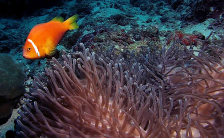 Egypt, Sep 12: Clown Fish around anemone.の写真素材