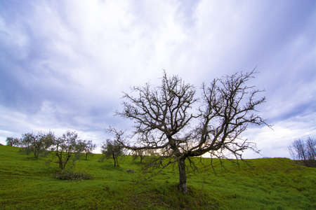 The Tuscan countryside in the spring after a thunderstorm の写真素材