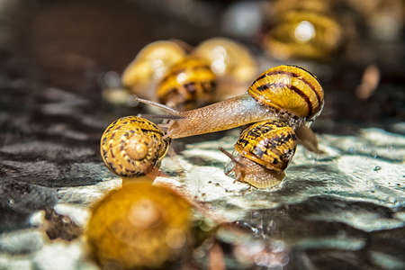 The attack of the snails.の写真素材