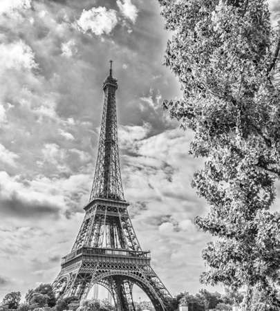 The tower and the tree の写真素材