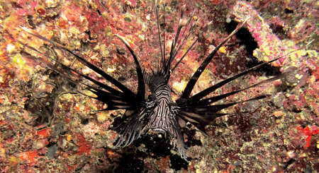 Black Lion fish.の写真素材