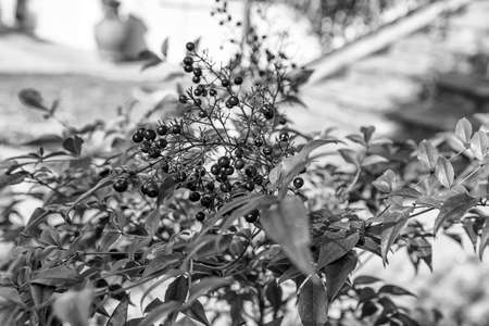 Spring.の写真素材