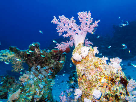 The colors of the Red Sea.のeditorial素材