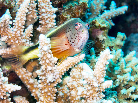 Tired fish.