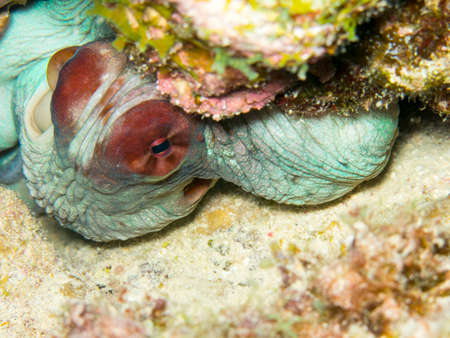 Red Sea octopus.のeditorial素材