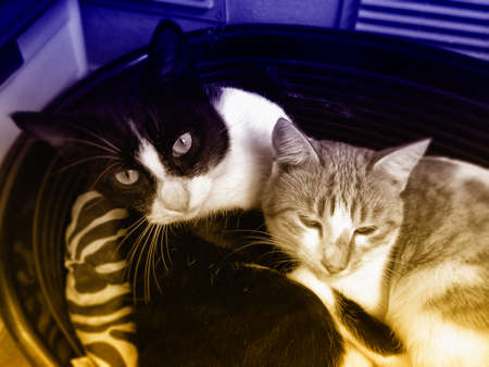 The cats.の写真素材