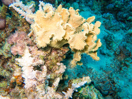 Shapes and colours of the Red Sea.の写真素材
