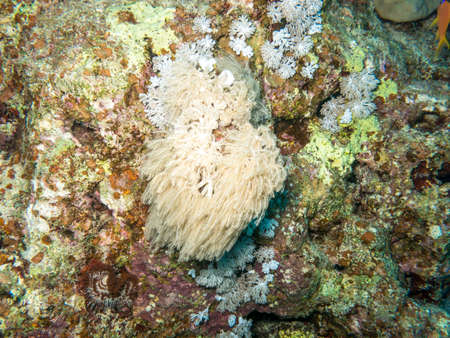 Shapes and colours of the Red Sea.の写真素材