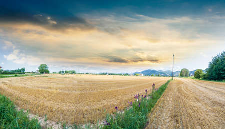 Panorama of Wheat field.の写真素材